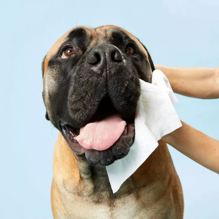 Lingettes pour animaux bon marché en vrac: abordable, sûr et personnalisable pour les marques mondiales