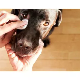 Lingettes humides pour les yeux d'animaux