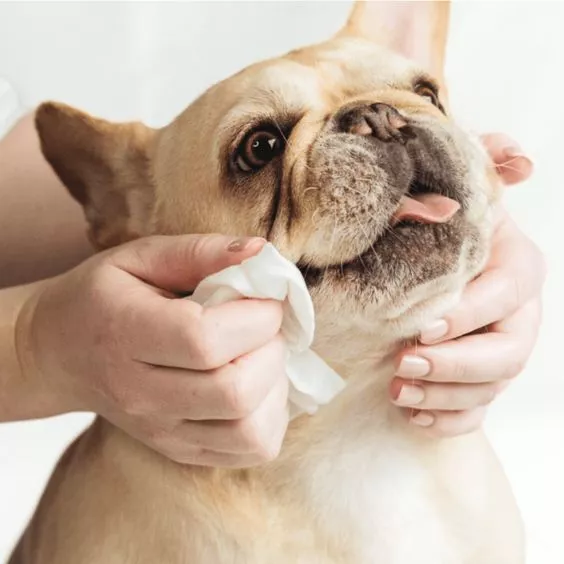 Gières pour animaux de compagnie pour chiens